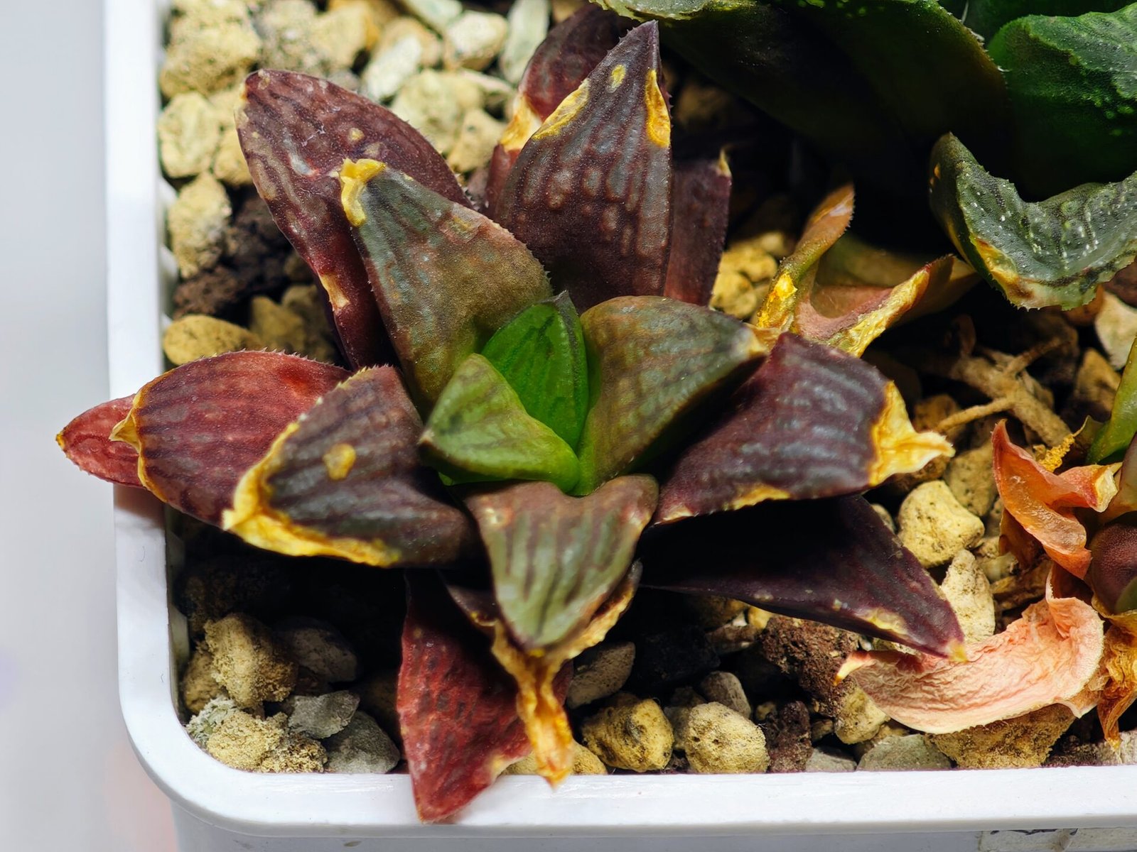 Haworthia Seedling S17 - 2
