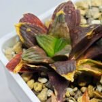 Haworthia Seedling S17 - 3