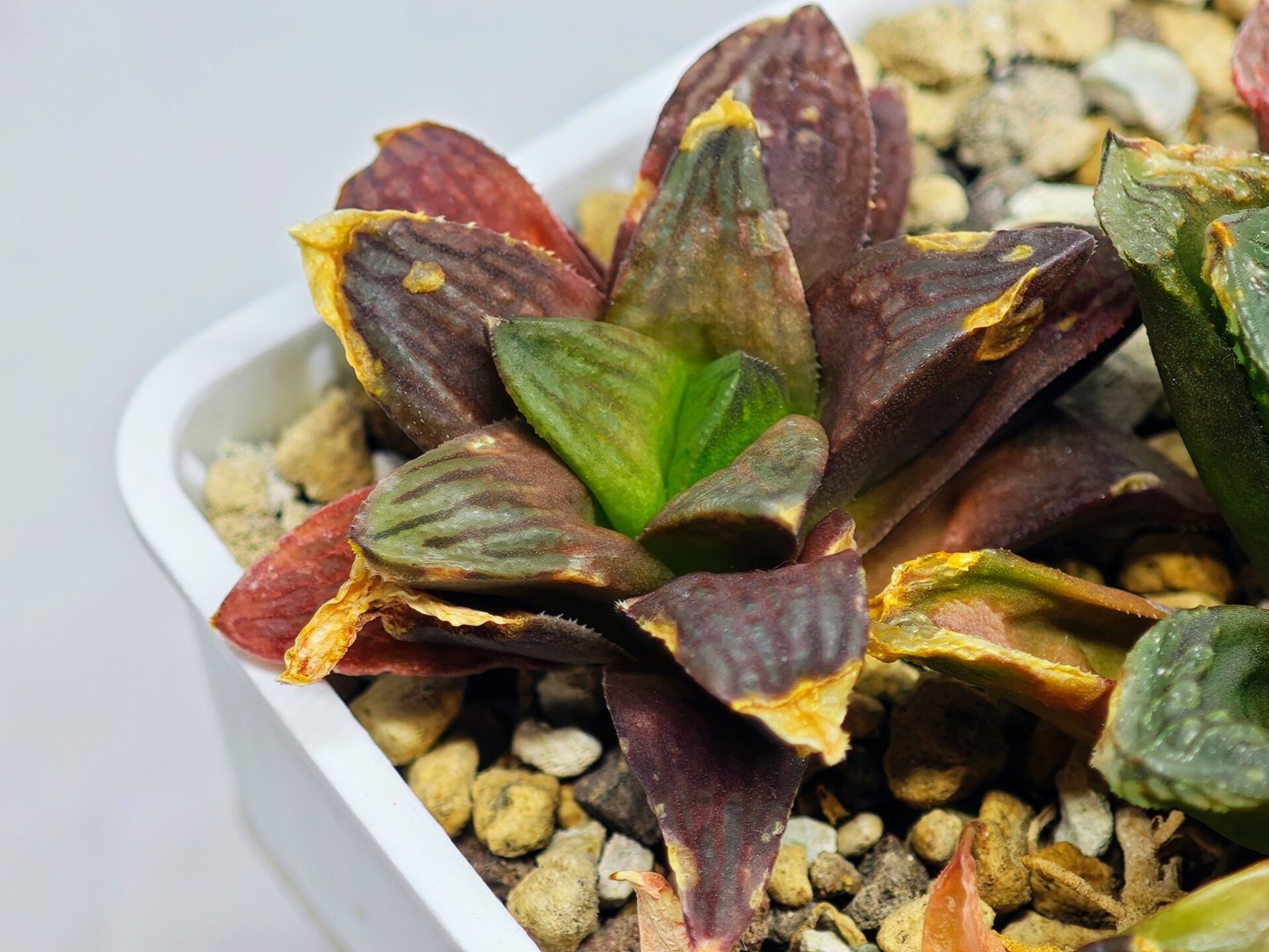 Haworthia Seedling S17 - 3