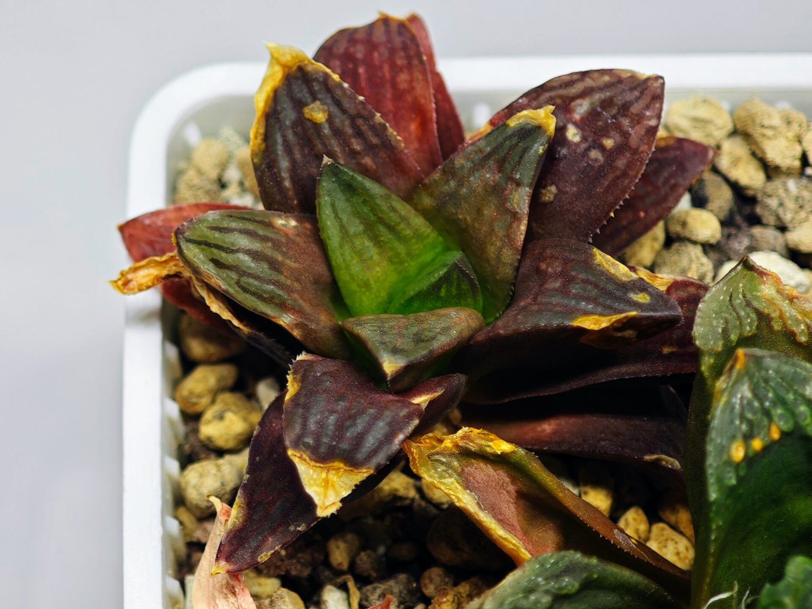 Haworthia Seedling S17 - 4