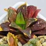 Haworthia Seedling S17 - 5