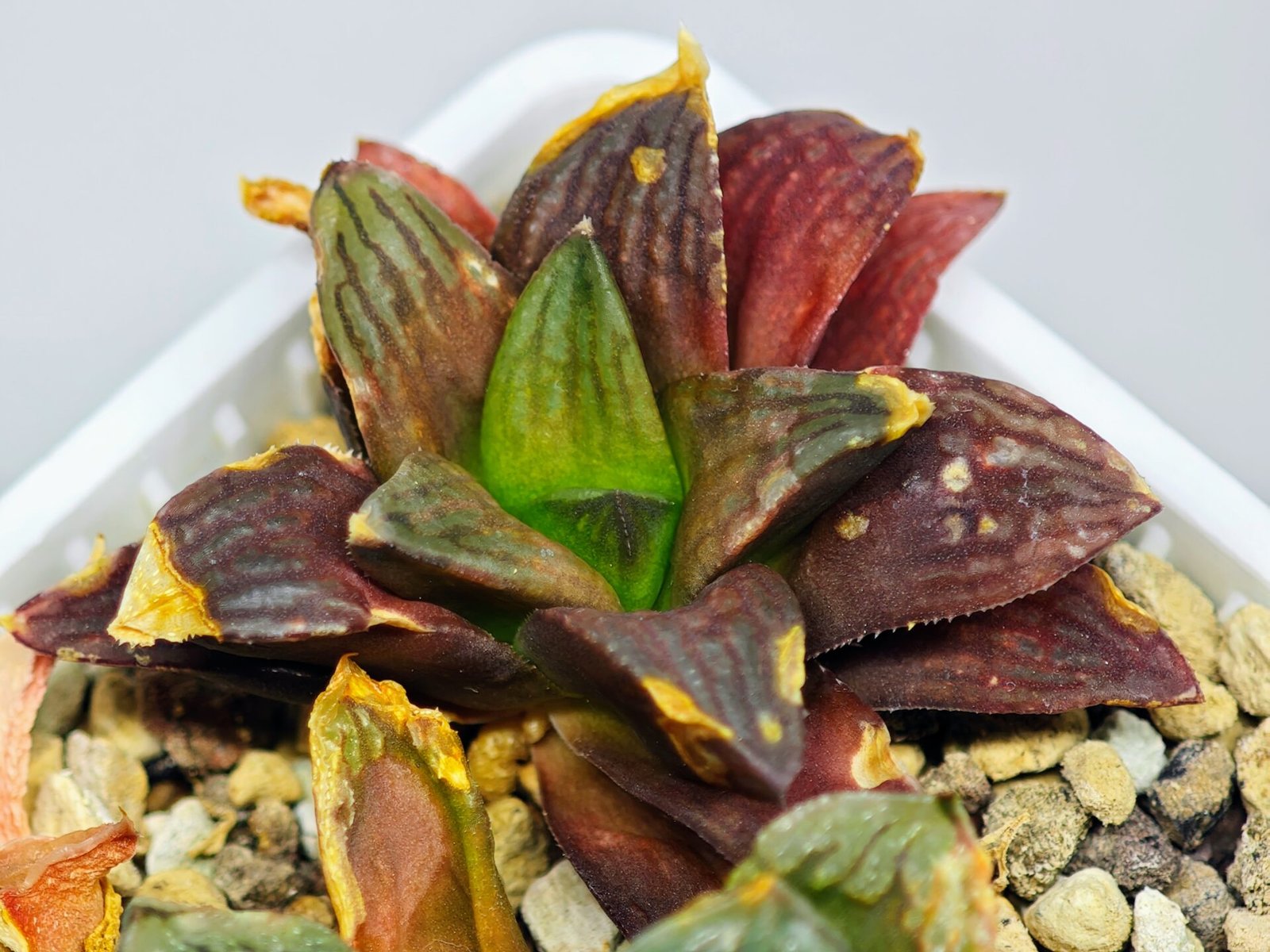 Haworthia Seedling S17 - 5