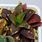 Haworthia Seedling S17 - 6