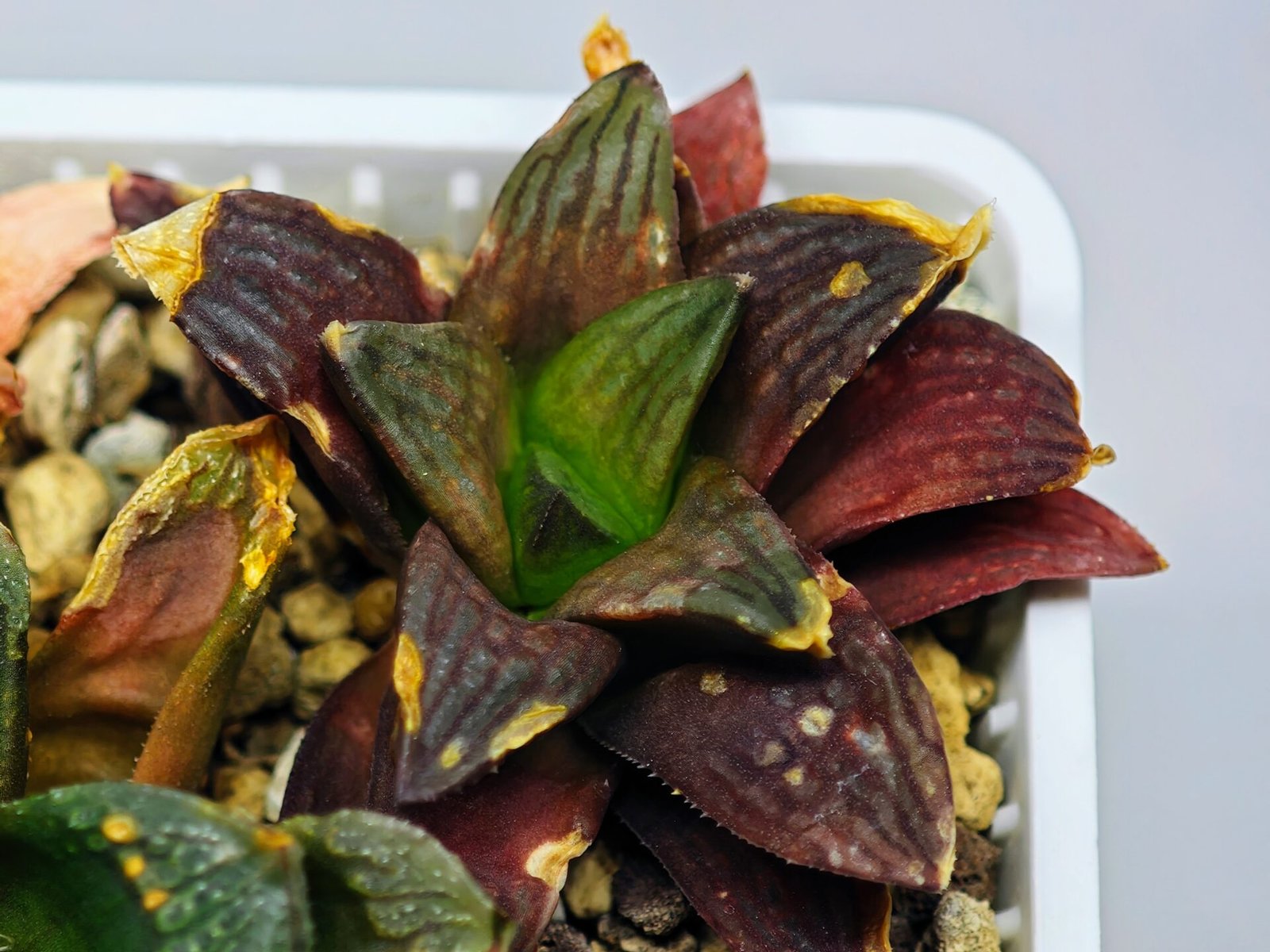 Haworthia Seedling S17 - 6