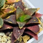 Haworthia Seedling S17 - 7
