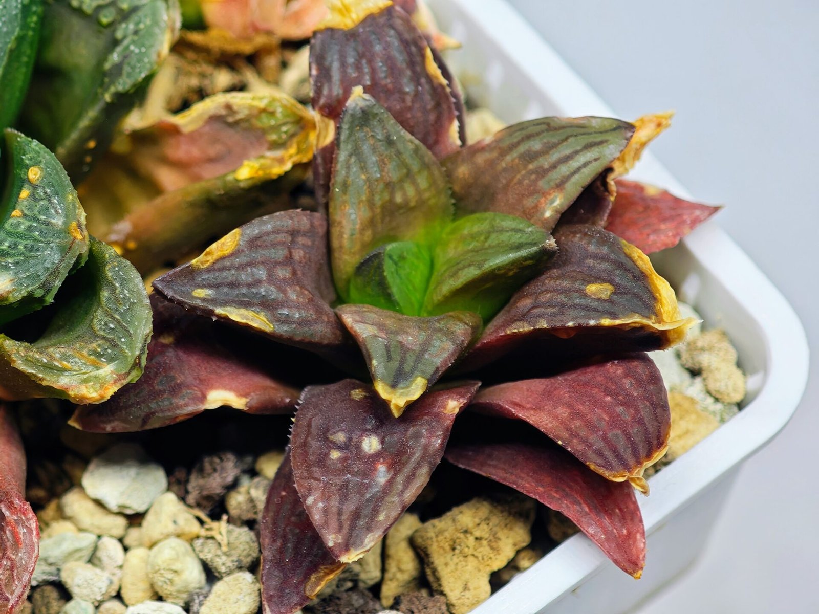 Haworthia Seedling S17 - 7