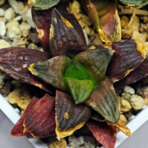 Haworthia Seedling S17 - 8