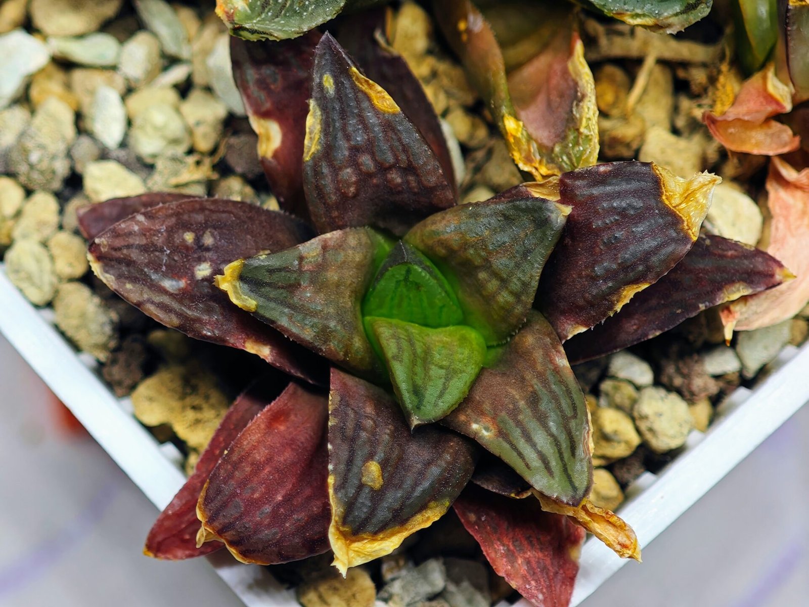 Haworthia Seedling S17 - 8