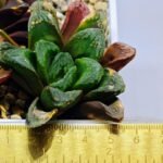 Haworthia Seedling S19 - 3
