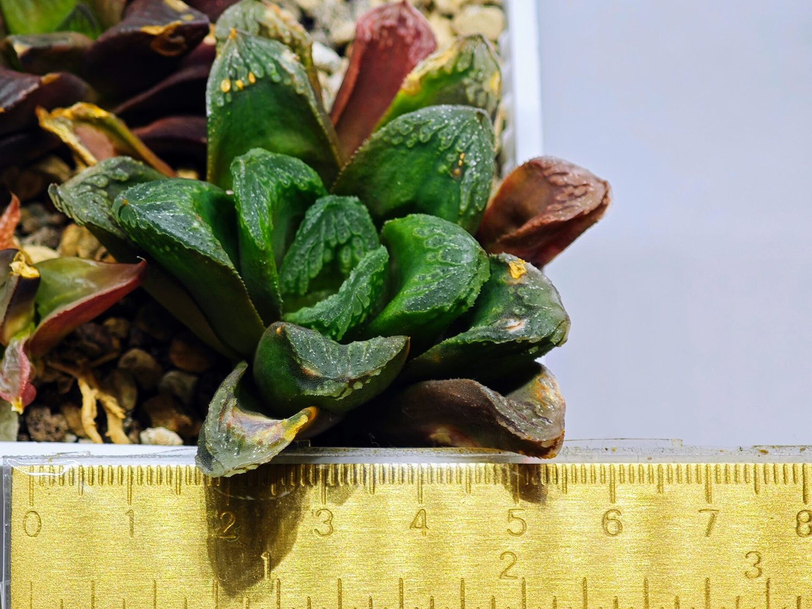 Haworthia Seedling S19 - 3