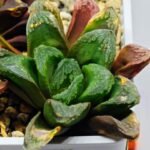 Haworthia Seedling S19 - 4
