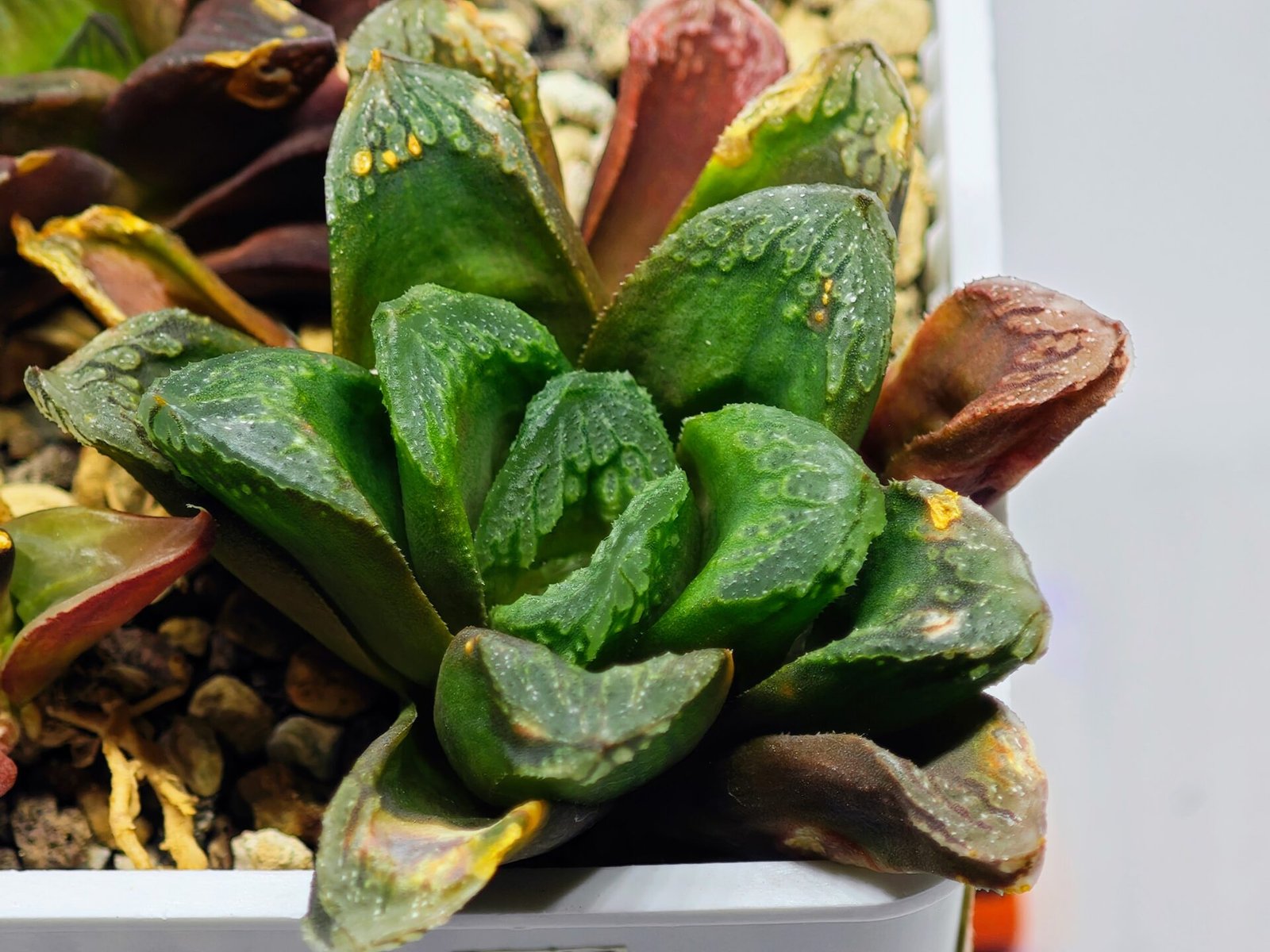 Haworthia Seedling S19 - 4