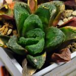 Haworthia Seedling S19 - 5