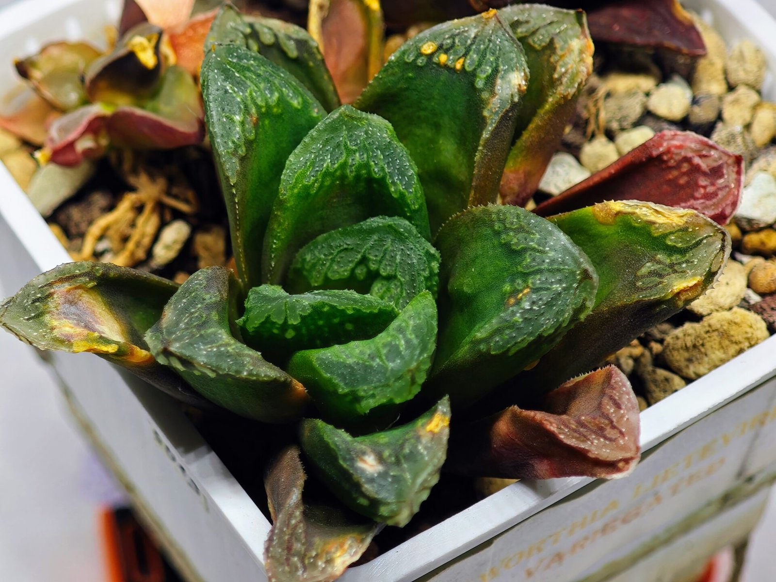 Haworthia Seedling S19 - 5