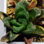 Haworthia Seedling S19 - 6
