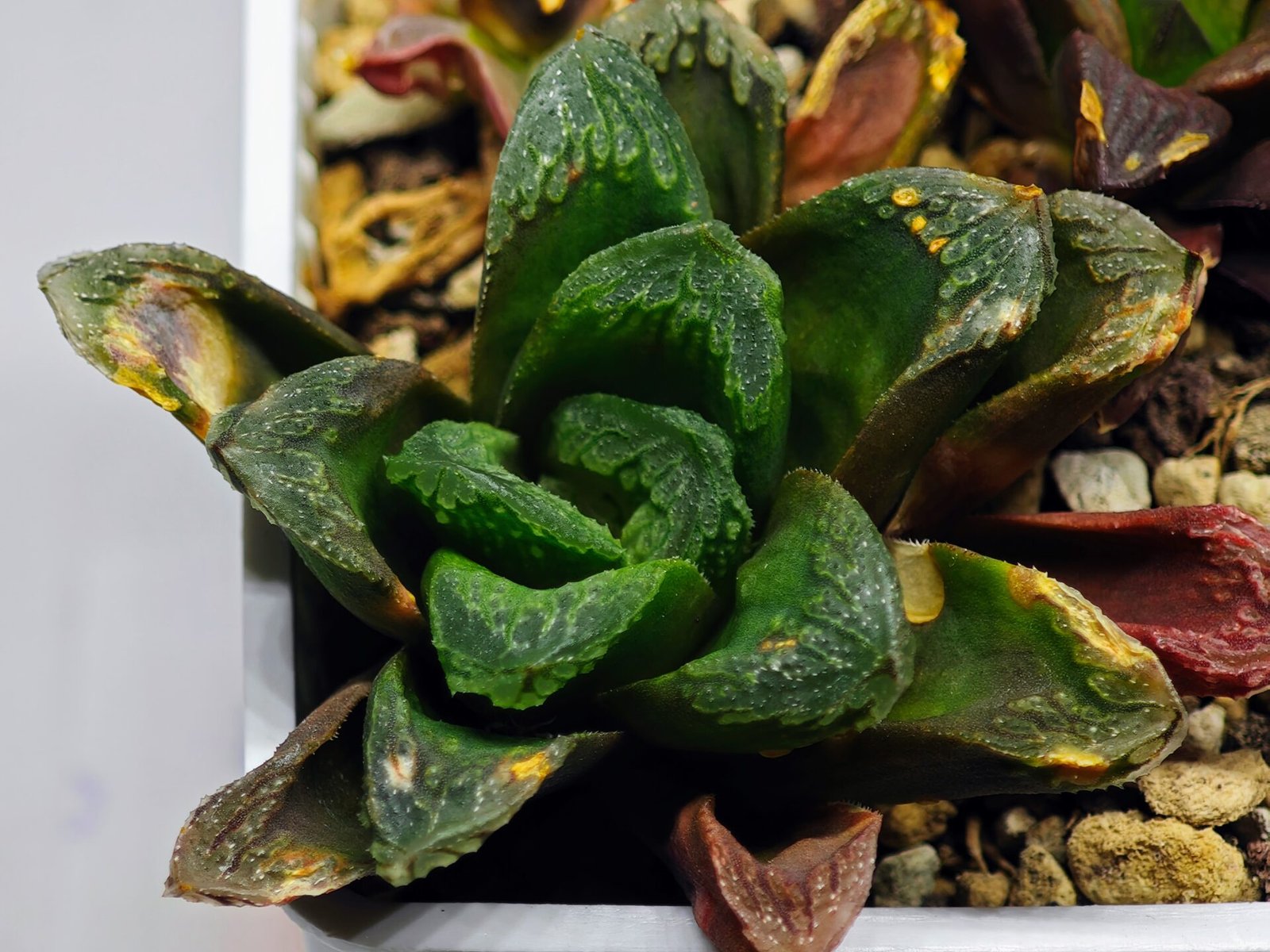 Haworthia Seedling S19 - 6