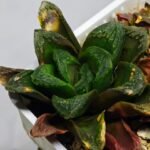 Haworthia Seedling S19 - 7