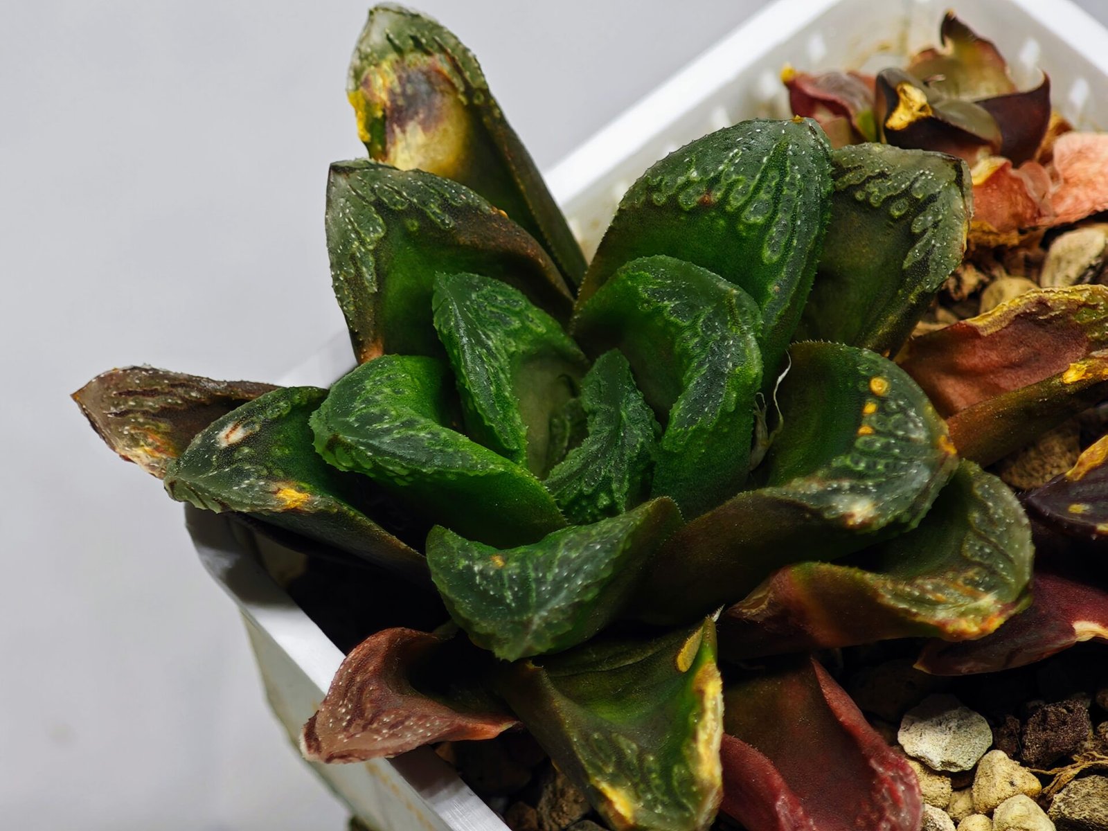 Haworthia Seedling S19 - 7