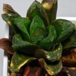 Haworthia Seedling S19 - 8