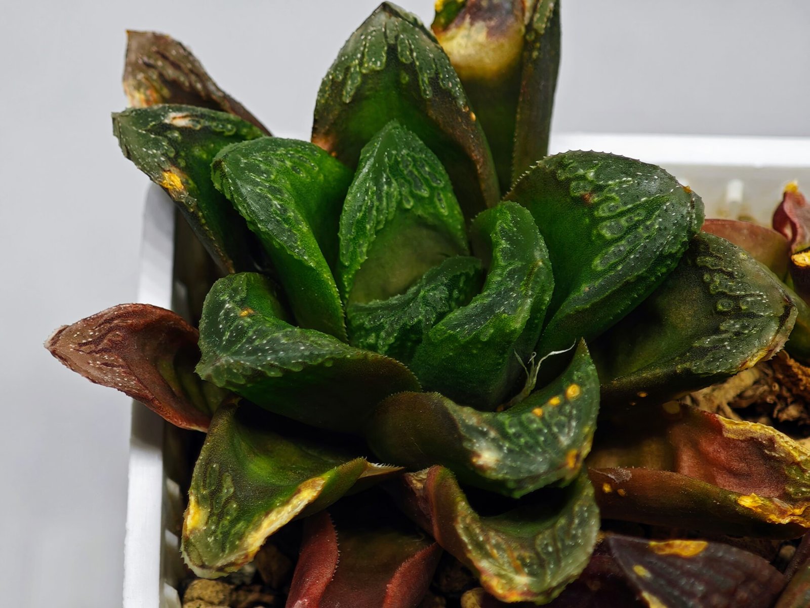 Haworthia Seedling S19 - 8