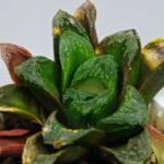 Haworthia Seedling S19 - 9
