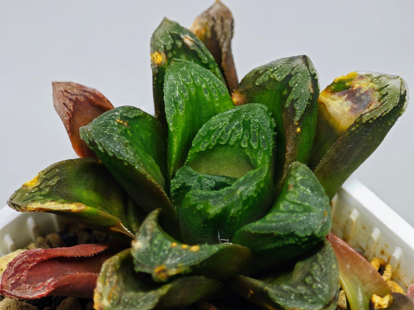 Haworthia Seedling S19 - 9