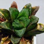 Haworthia Seedling S19 - 10