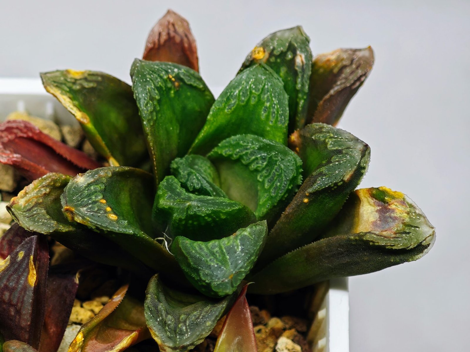 Haworthia Seedling S19 - 10