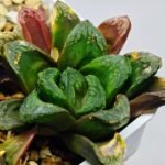 Haworthia Seedling S19 - 1