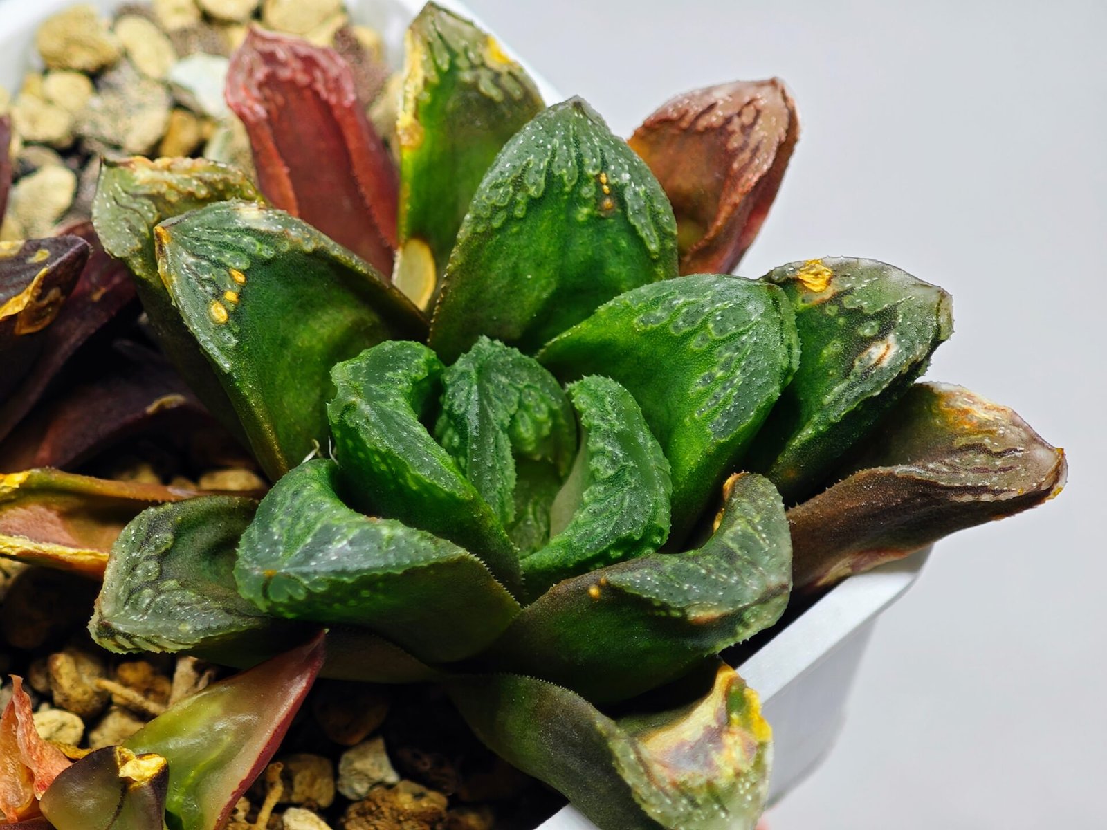 Haworthia Seedling S19 - 1