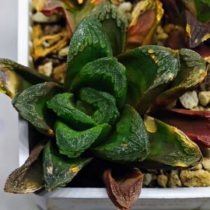 Haworthia Seedling S19 - 2
