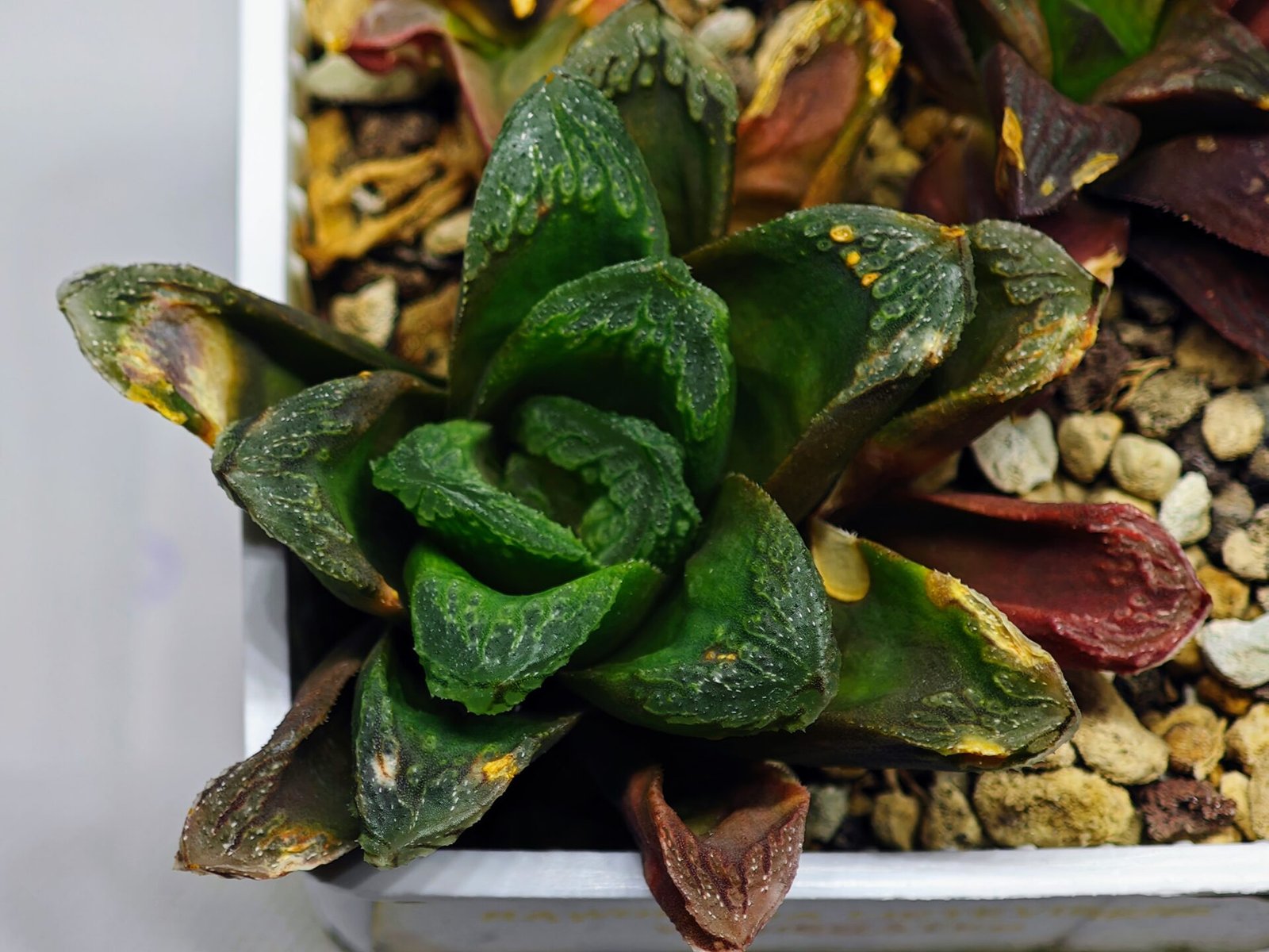 Haworthia Seedling S19 - 2