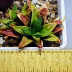 Haworthia Seedling S20 - 1