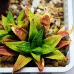 Haworthia Seedling S20 - 2