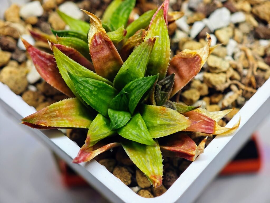 Haworthia Seedling S20 - 3