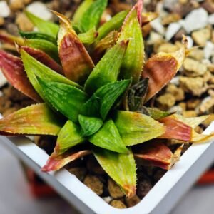 Haworthia Seedling S20 - 3
