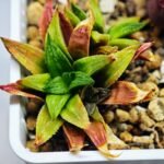 Haworthia Seedling S20 - 4