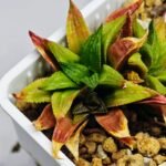 Haworthia Seedling S20 - 5
