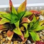 Haworthia Seedling S20 - 6