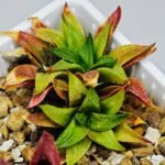 Haworthia Seedling S20 - 7