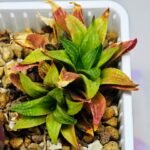 Haworthia Seedling S20 - 8