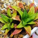 Haworthia Seedling S20 - 9