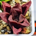 Haworthia Seedling S22 - 5