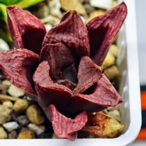 Haworthia Seedling S22 - 5