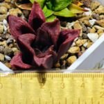 Haworthia Seedling S22 - 6