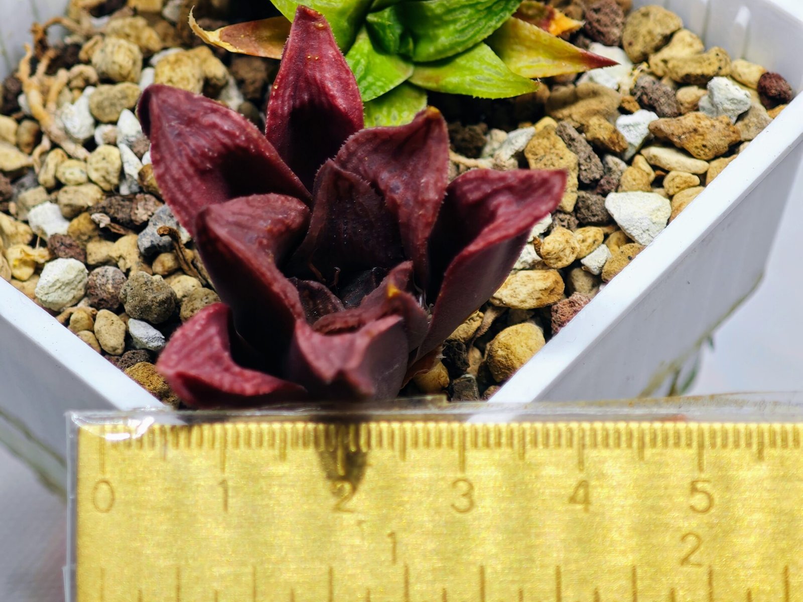 Haworthia Seedling S22 - 6