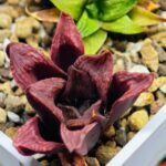 Haworthia Seedling S22 - 7
