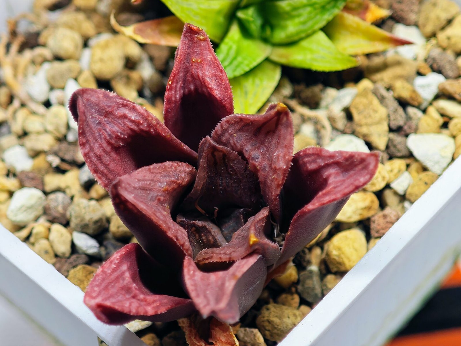 Haworthia Seedling S22 - 7