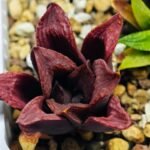 Haworthia Seedling S22 - 8