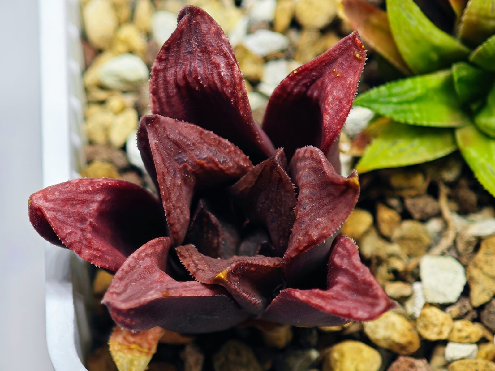 Haworthia Seedling S22 - 8